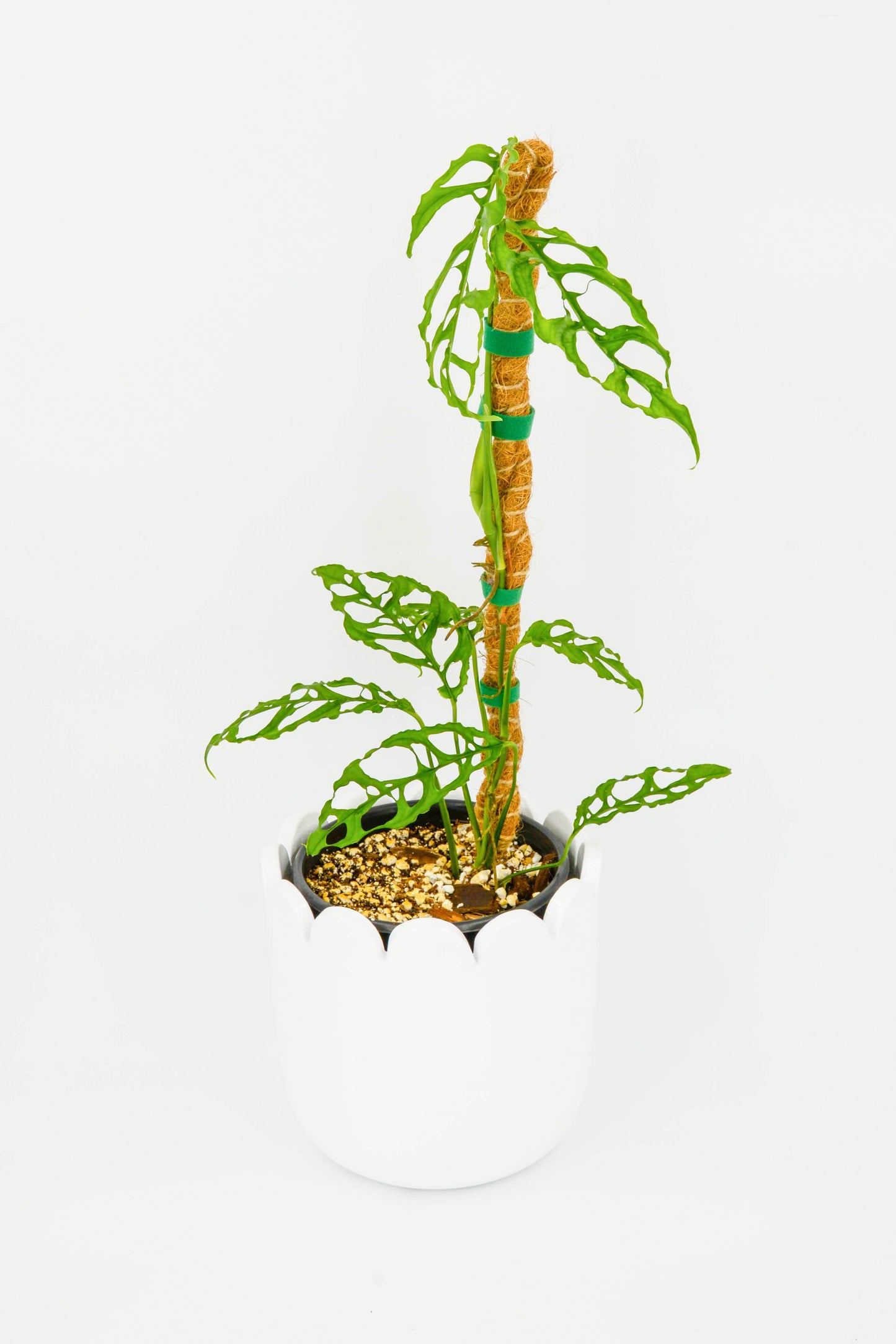 Monstera Oblique Peru 6"
