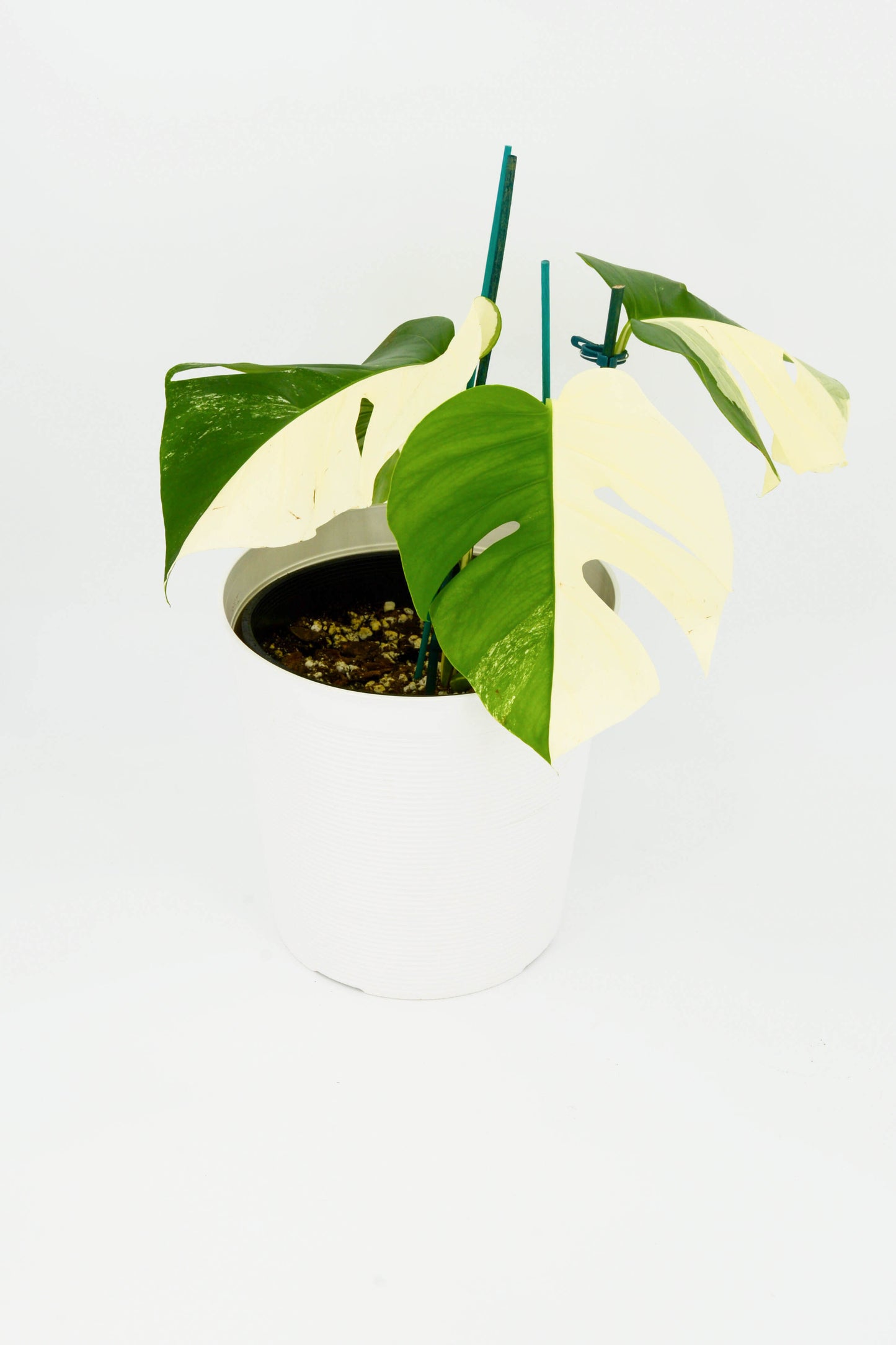 Monstera Albo Variegated 8"