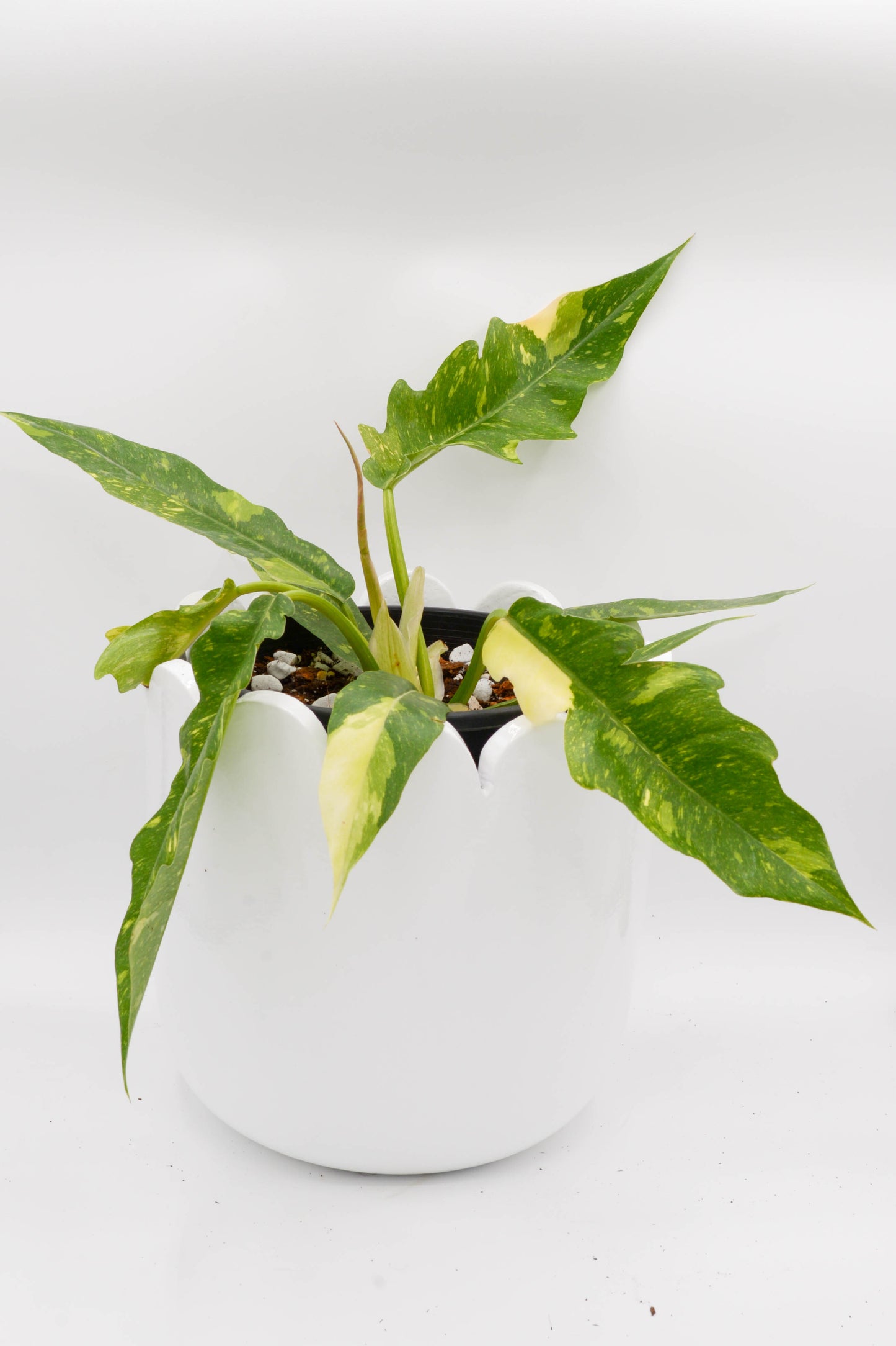 Philodendron Ring of Fire 6"