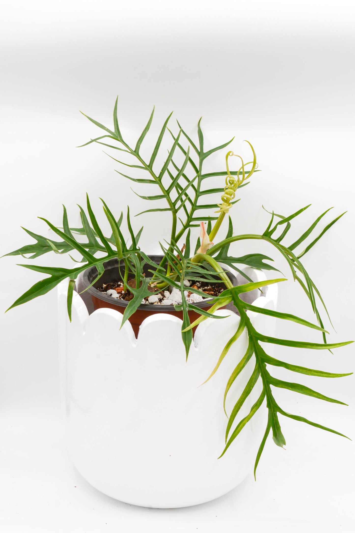 Philodendron Tortum 6"