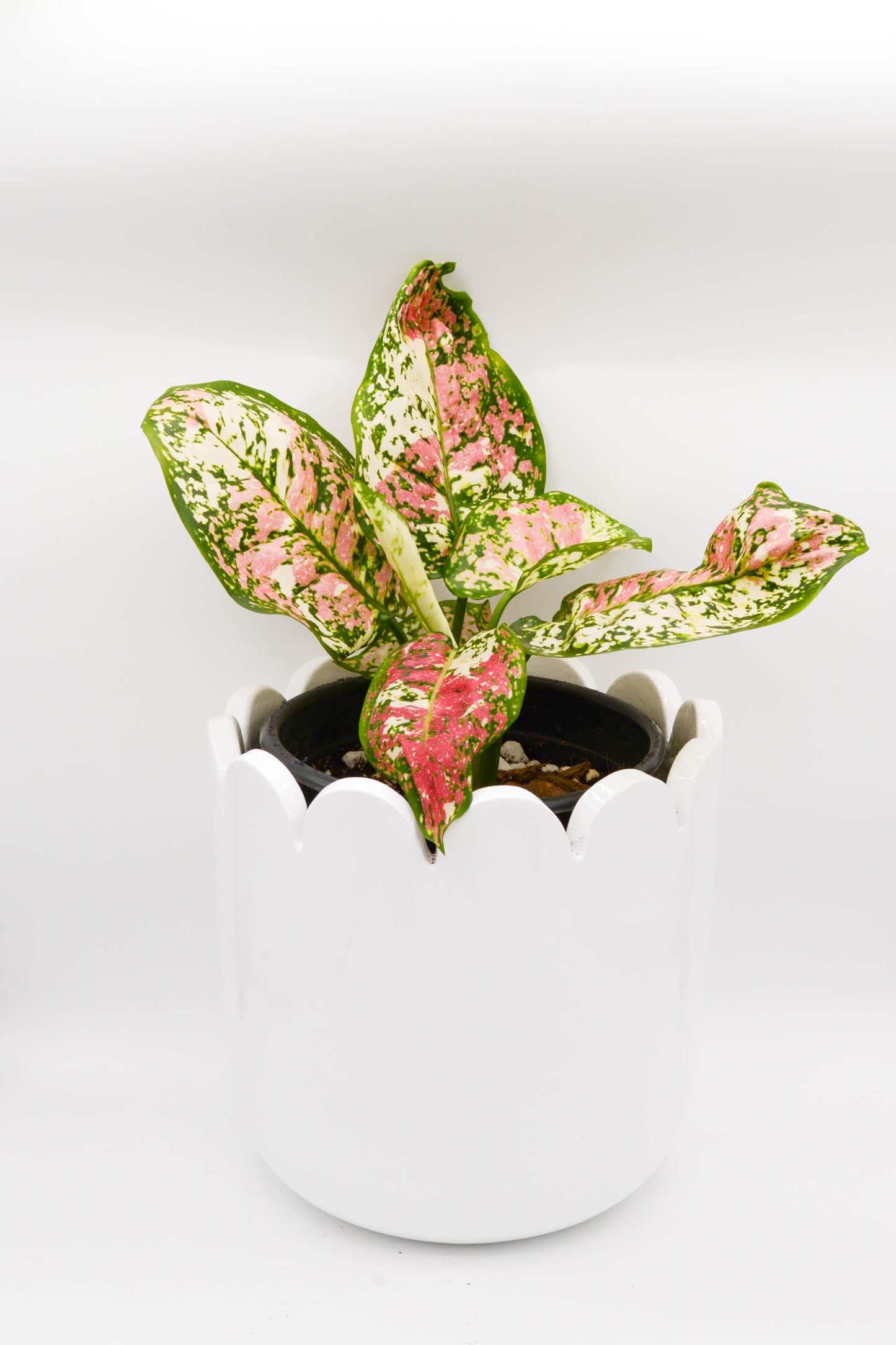 Aglaonema Anyamanee Tricolor 6"