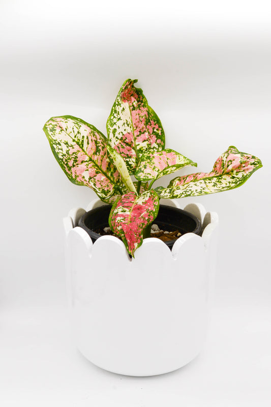 Aglaonema Anyamanee Tricolor 6"