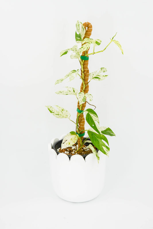 Epipremnum Pinnatum Marble 6"
