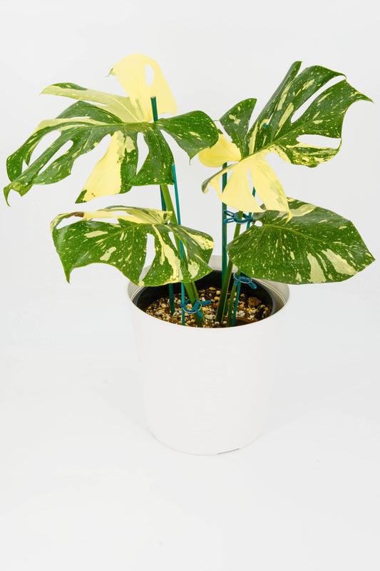 Monstera Thai Constellation Variegated 8"