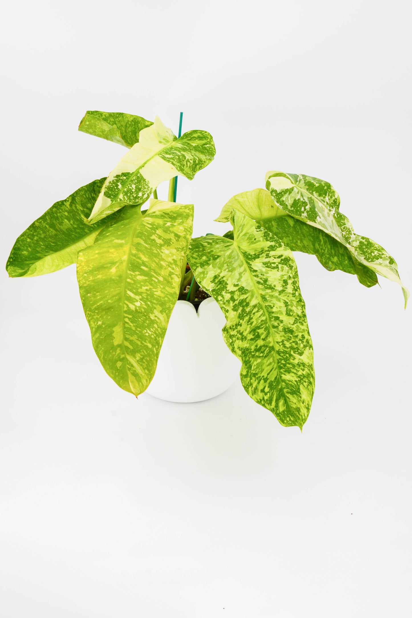 Philodendron Jose Buono Variegata 6"