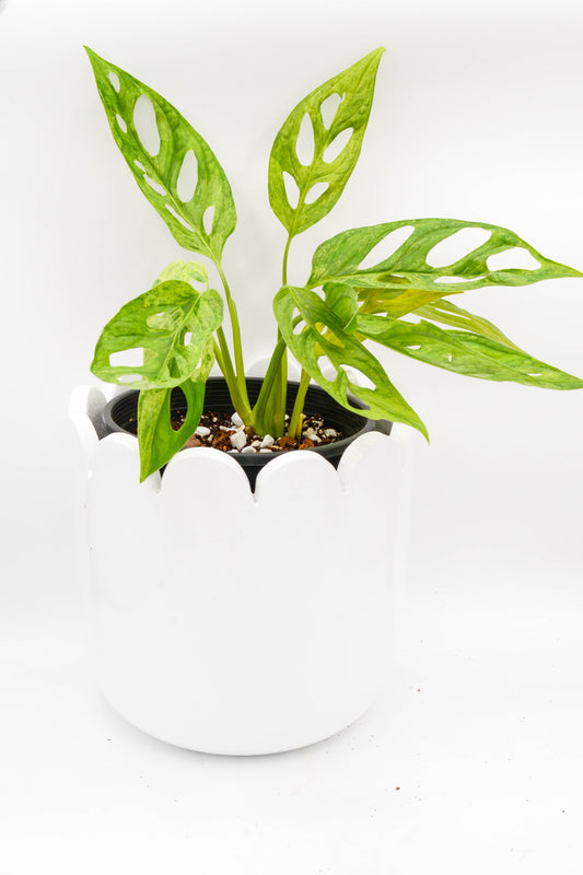 Monstera Adansonii Mint 6"