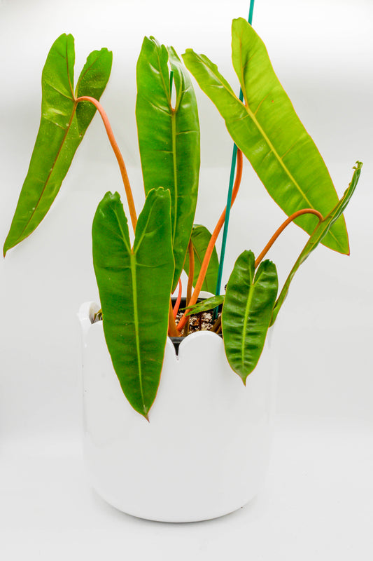 Philodendron Billietiae 6"