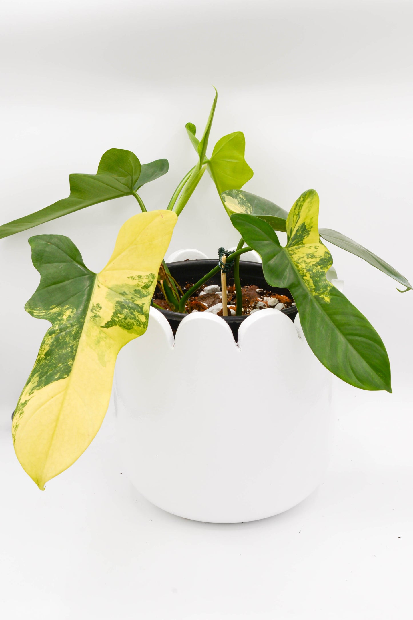 Philodendron Bipennifolium Violin 6"