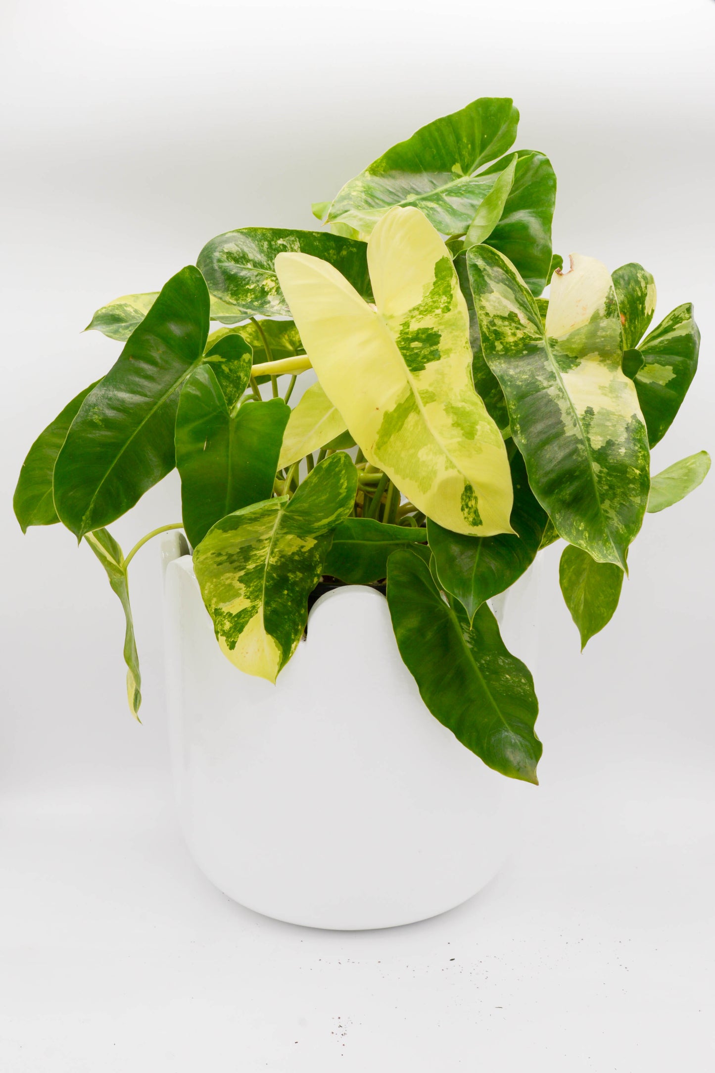 Philodendron Burle Marx Variegata 6"