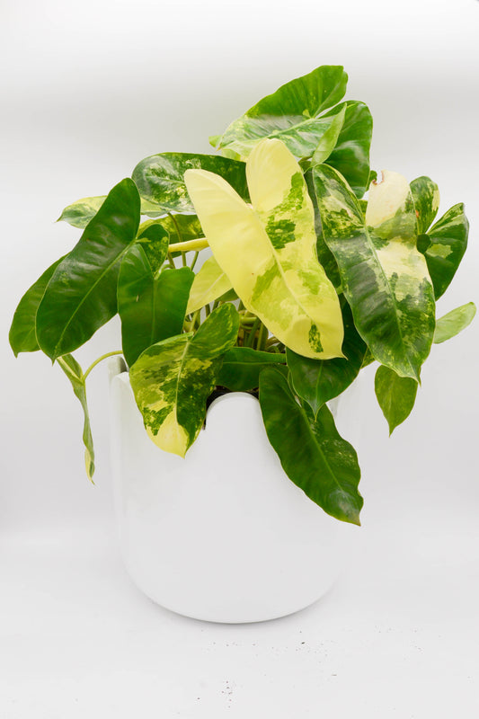 Philodendron Burle Marx Variegata 6"
