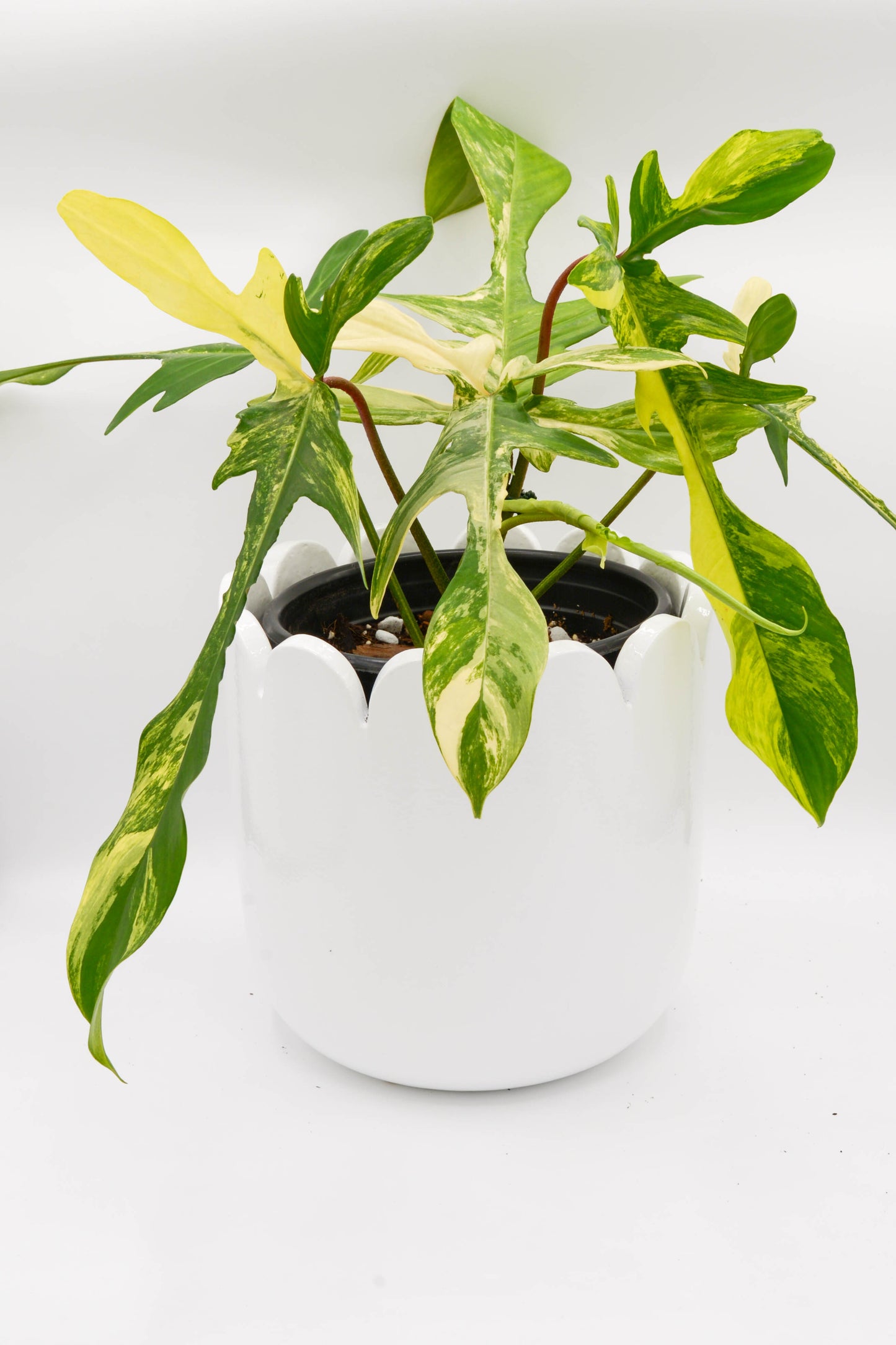 Philodendron Florida Beauty 6"