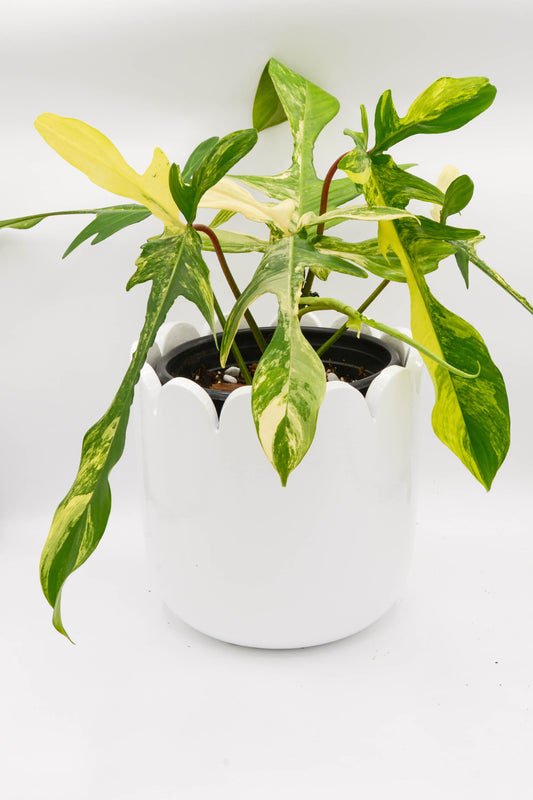 Philodendron Florida Beauty 6"