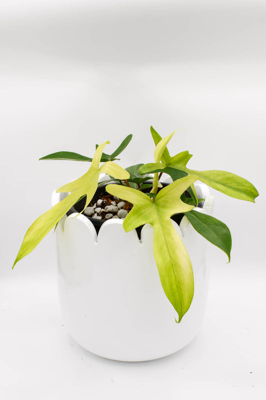 Philodendron Florida Ghost 6"