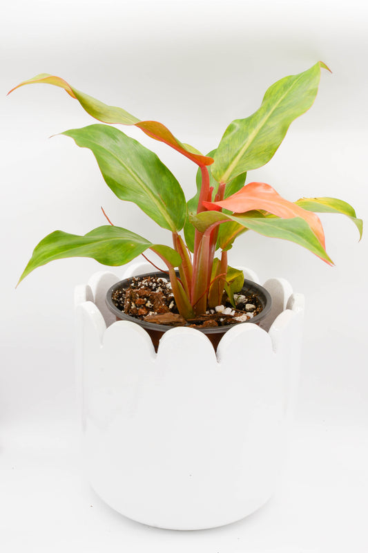 Philodendron Orange Marmalade 6"