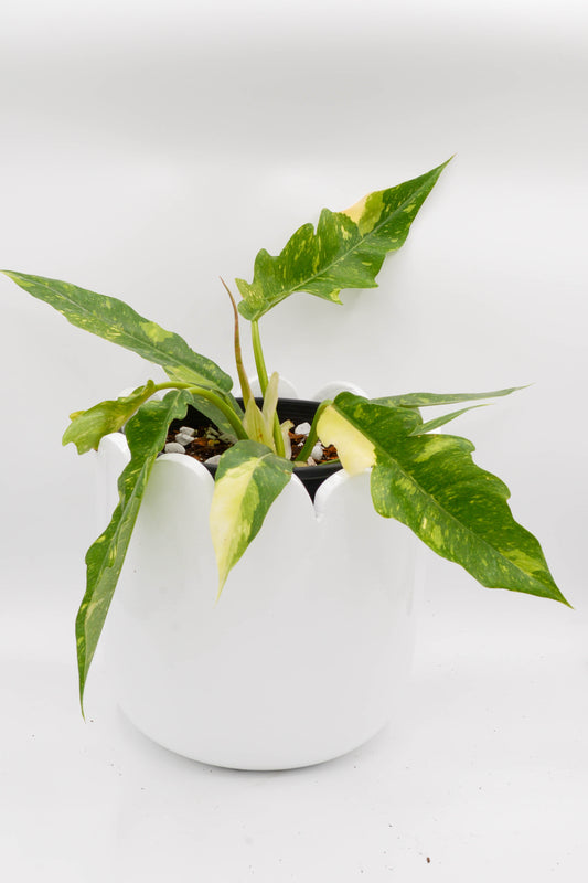 Philodendron Ring of Fire 6"