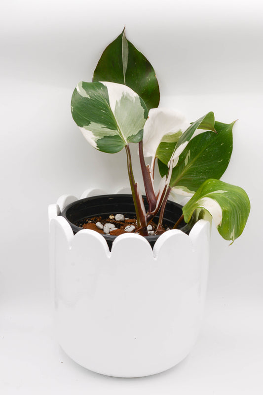 Philodendron White Knight 6"