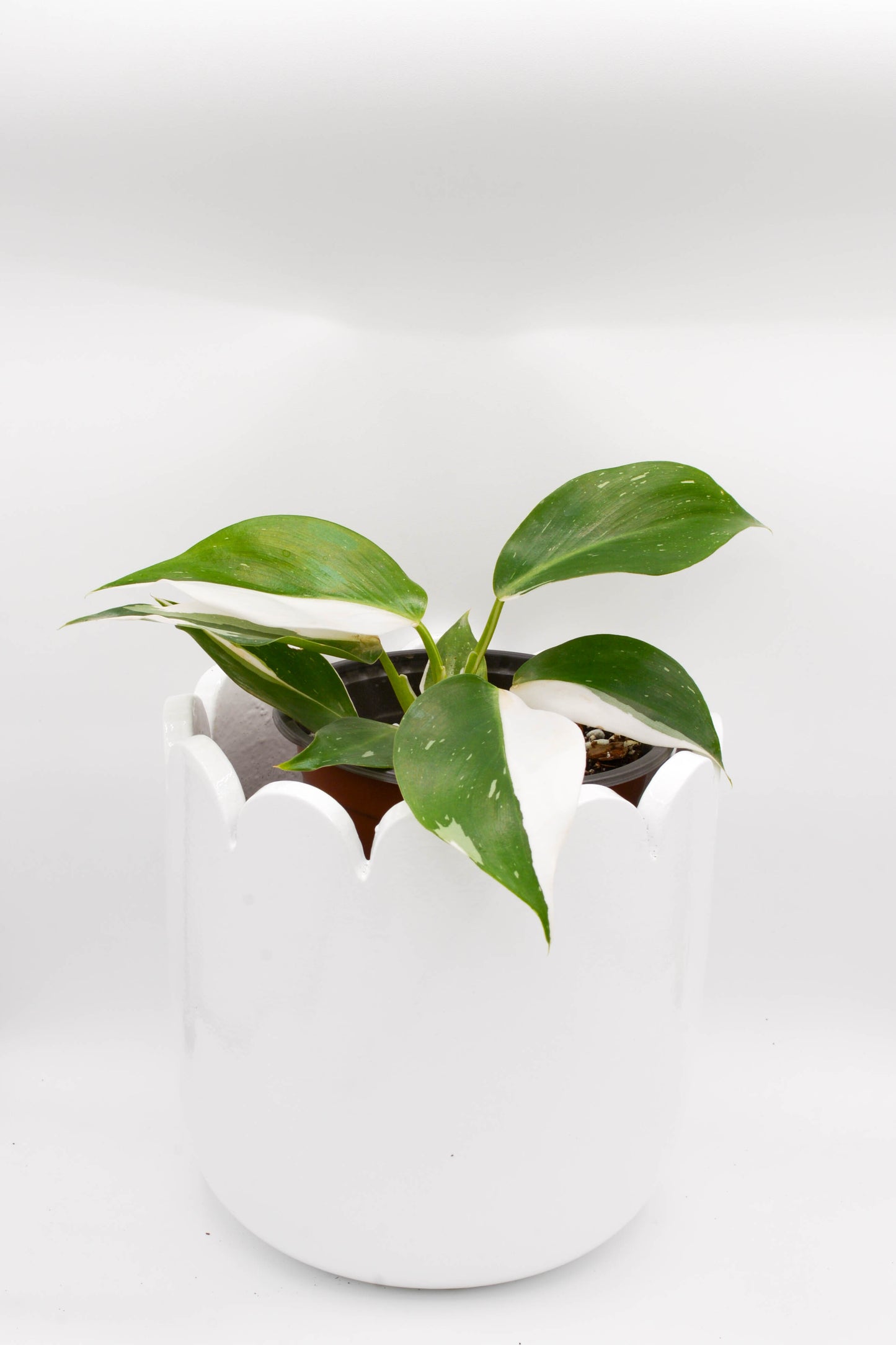 Philodendron White Wizard 6"