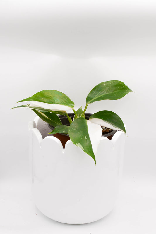 Philodendron White Wizard 6"
