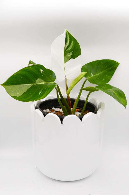 Philodendron White Princess 6"